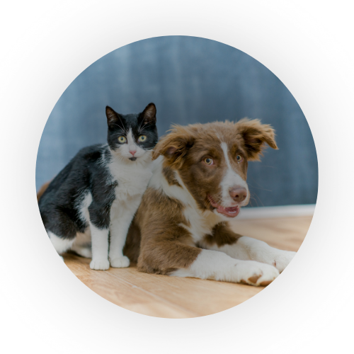 Pets